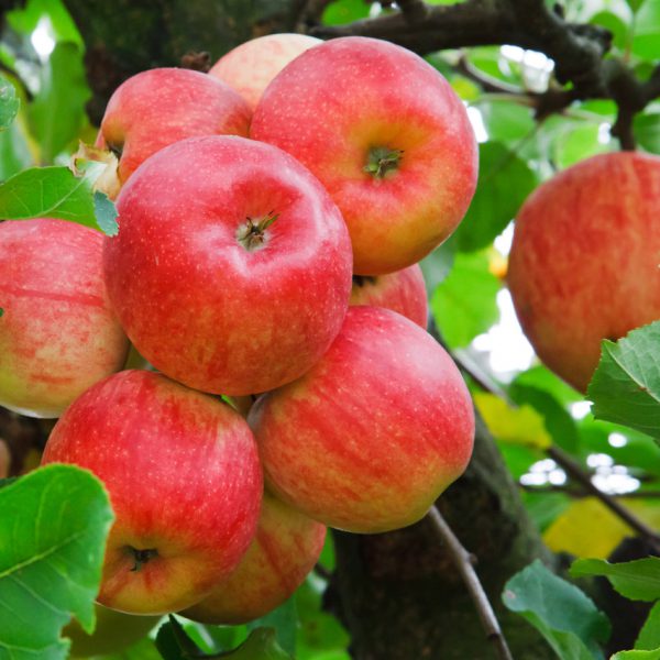 Kernobst Gartenprofi Rücklinger